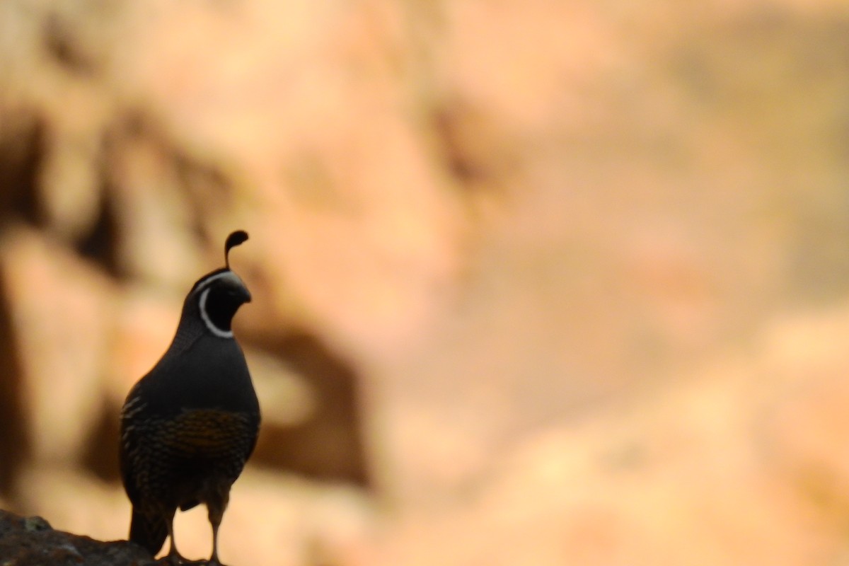 California Quail - Cristina Ríos