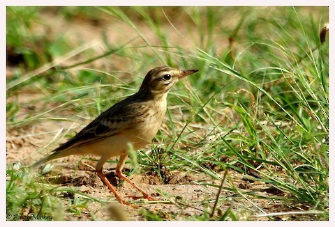 Paddyfield Pipit - Ashok Mashru