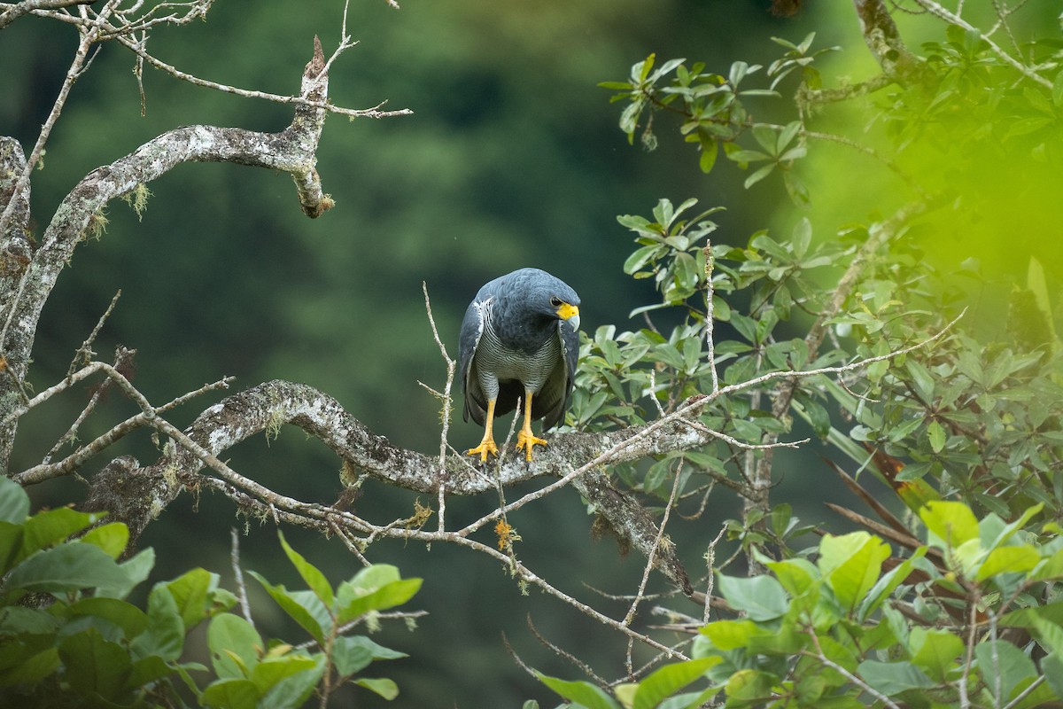 Barred Hawk - ML502315841