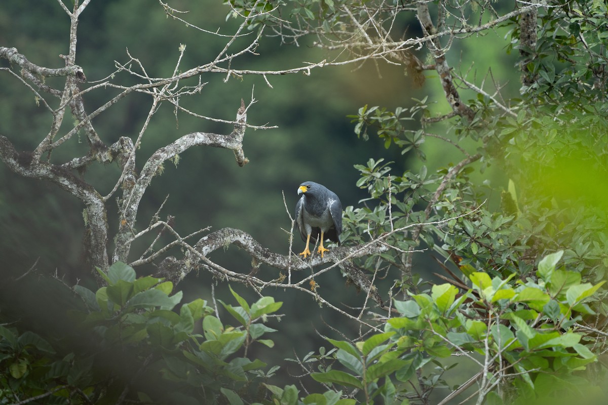 Barred Hawk - ML502315851