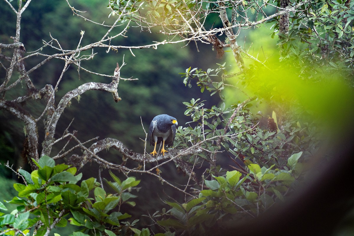 Barred Hawk - ML502315861