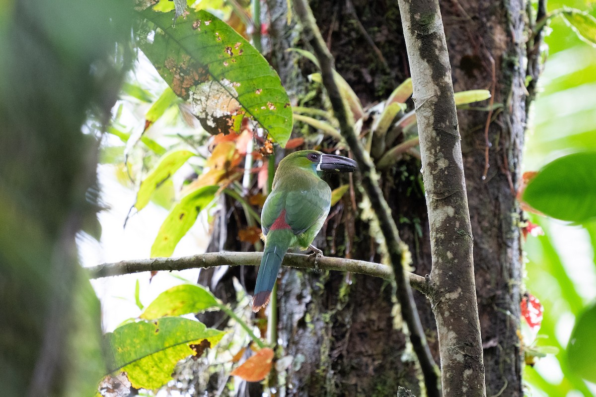 Crimson-rumped Toucanet - ML502316161