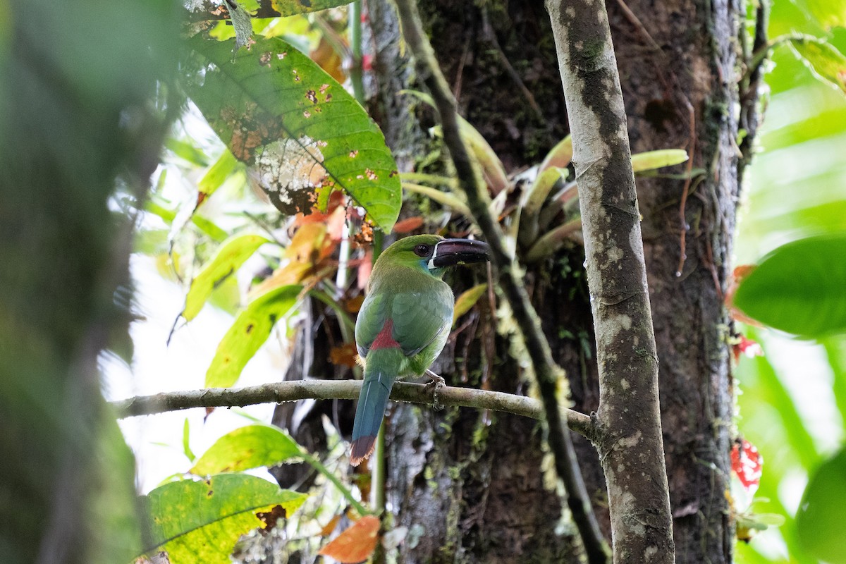 Crimson-rumped Toucanet - ML502316171