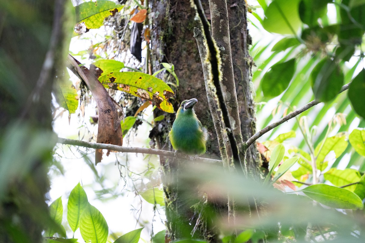 Crimson-rumped Toucanet - ML502316181
