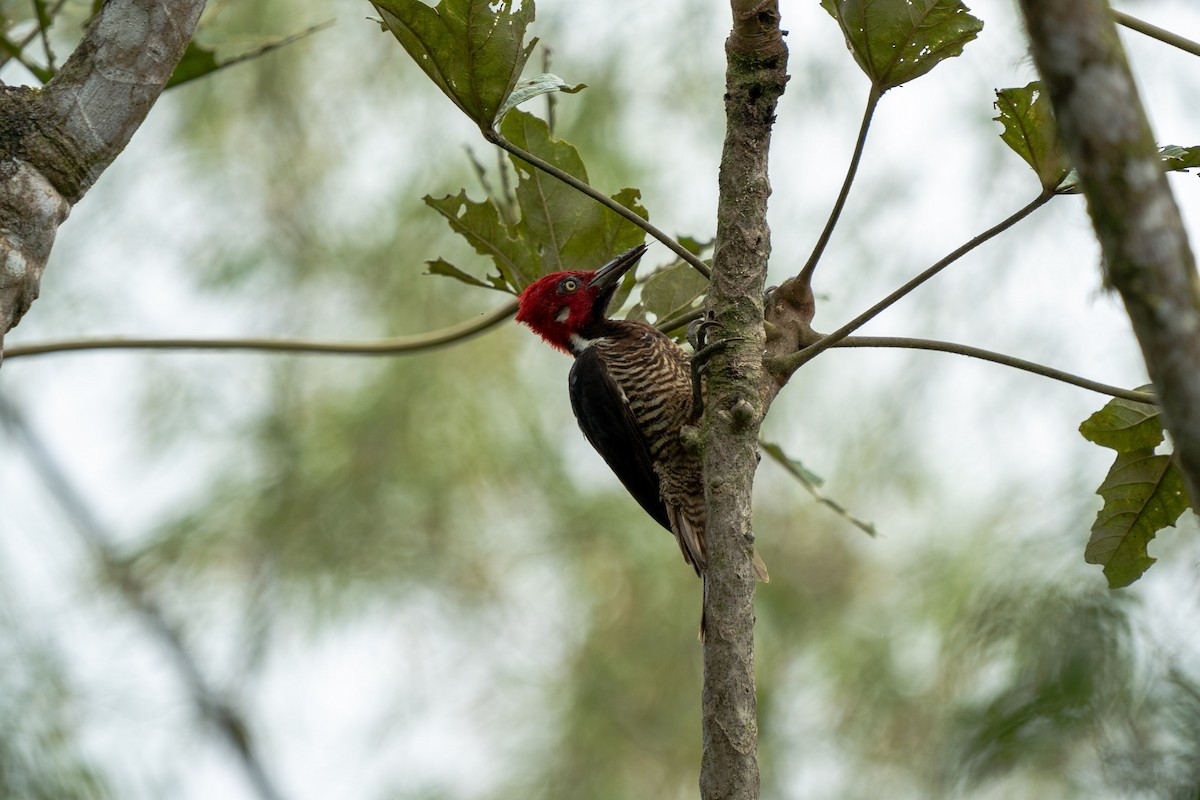 Guayaquil Woodpecker - ML502316351