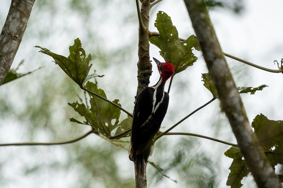 Guayaquil Woodpecker - ML502316361