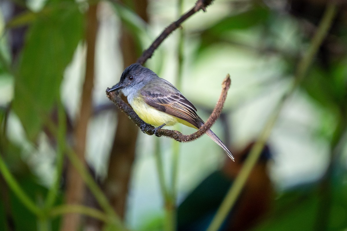 Dusky-capped Flycatcher - Joseph Hermann