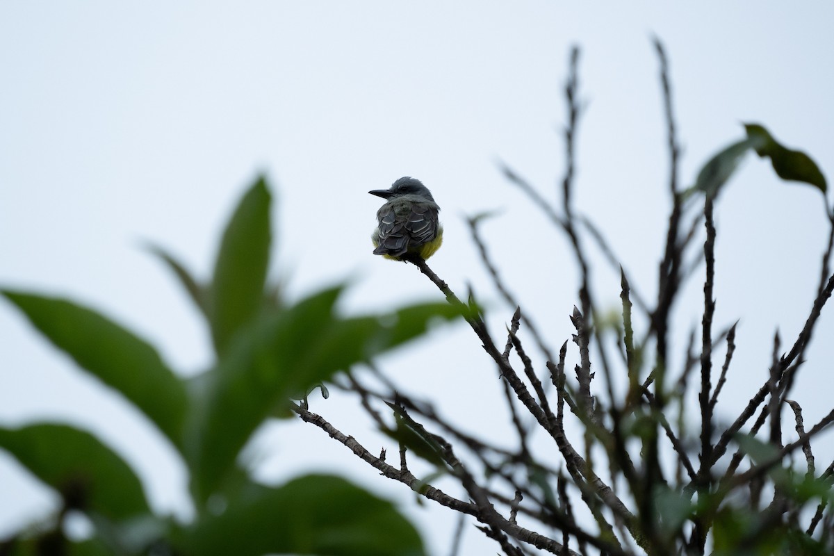 Tropical Kingbird - ML502317111