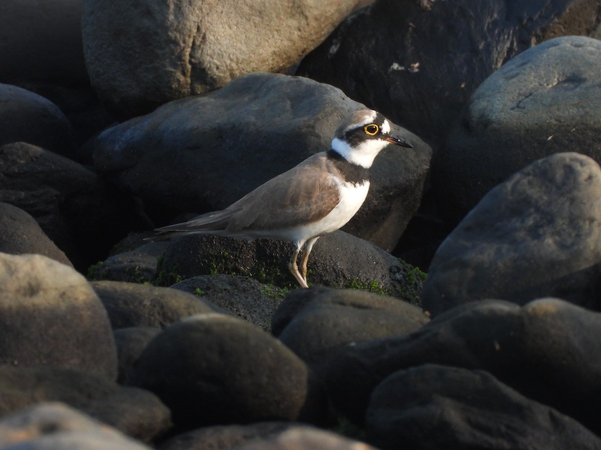 Little Ringed Plover - ML502317231