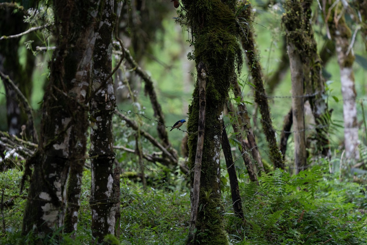 Fawn-breasted Tanager - ML502317691
