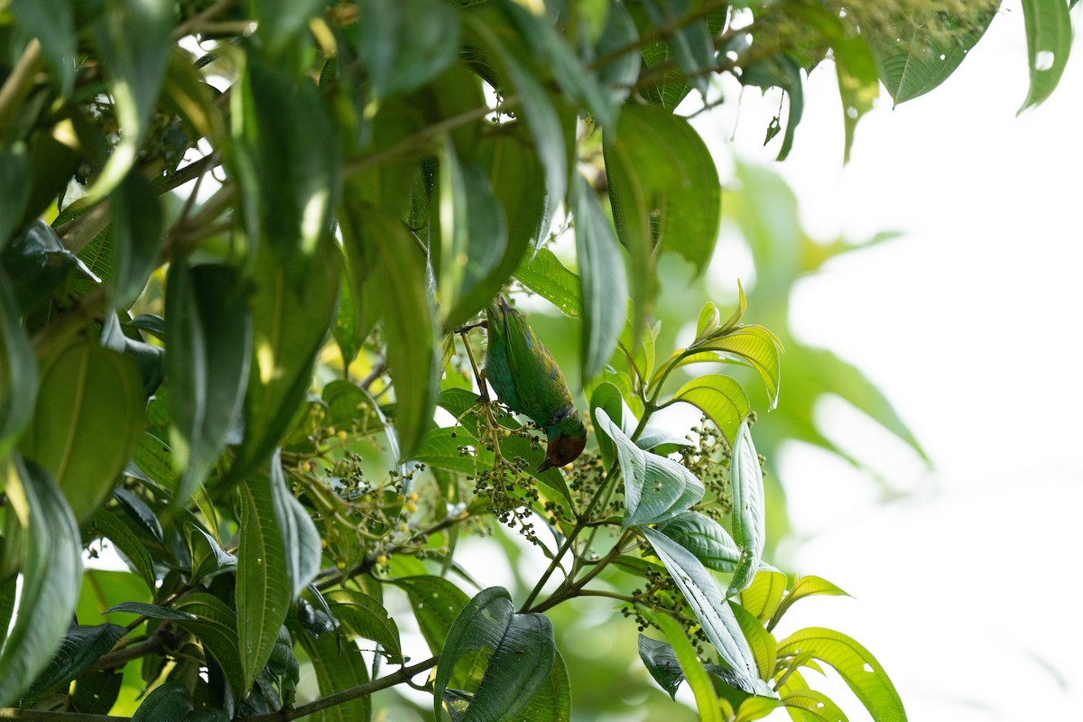 Bay-headed Tanager - ML502317861