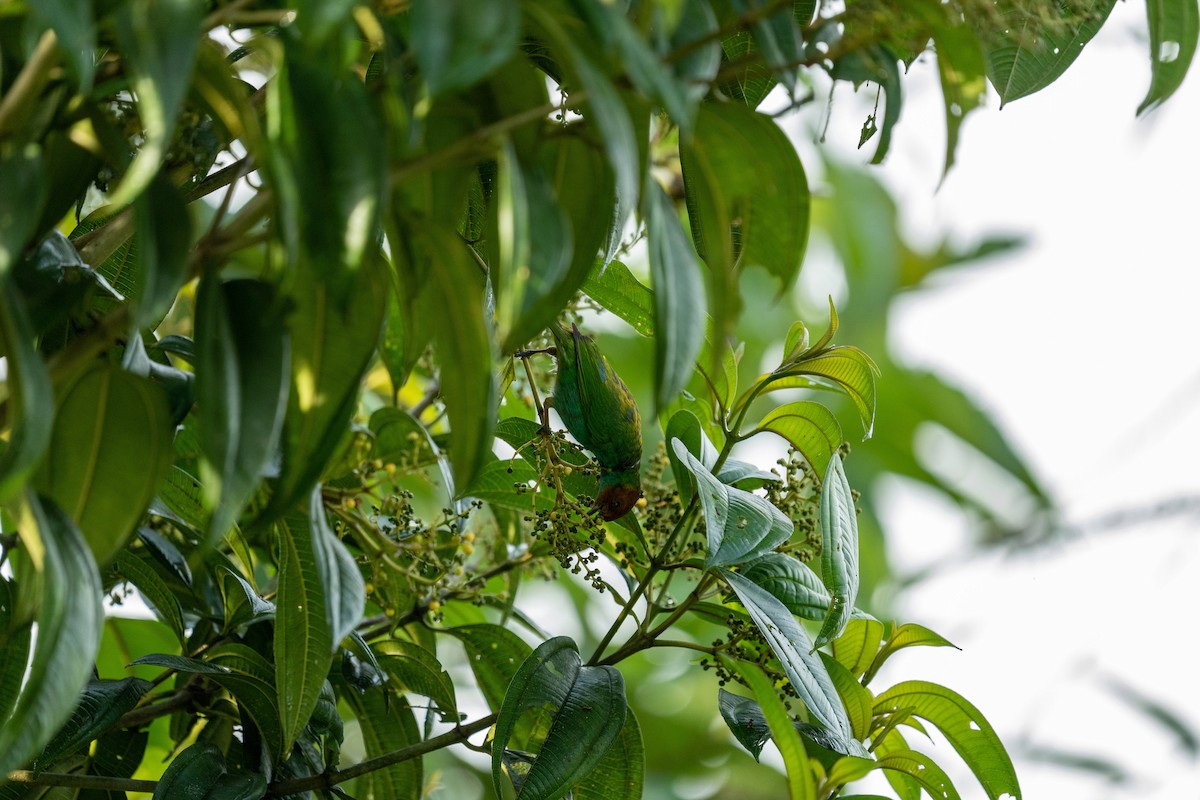 Bay-headed Tanager - ML502317871