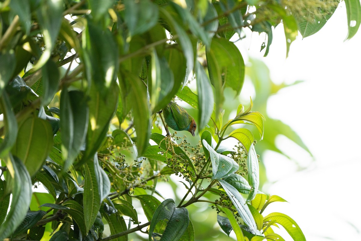 Bay-headed Tanager - ML502317881