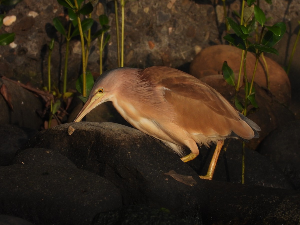 Yellow Bittern - ML502318011