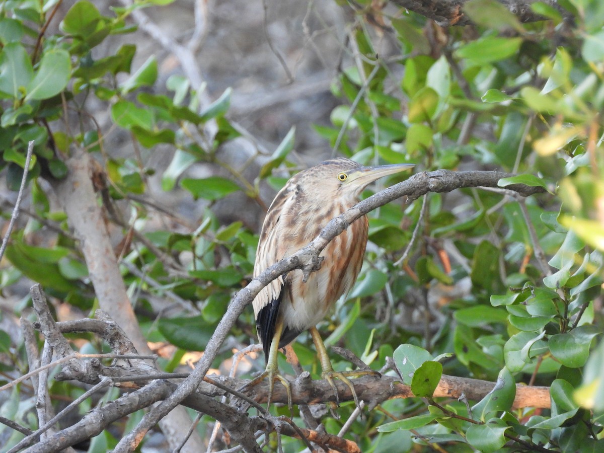 Yellow Bittern - ML502318021