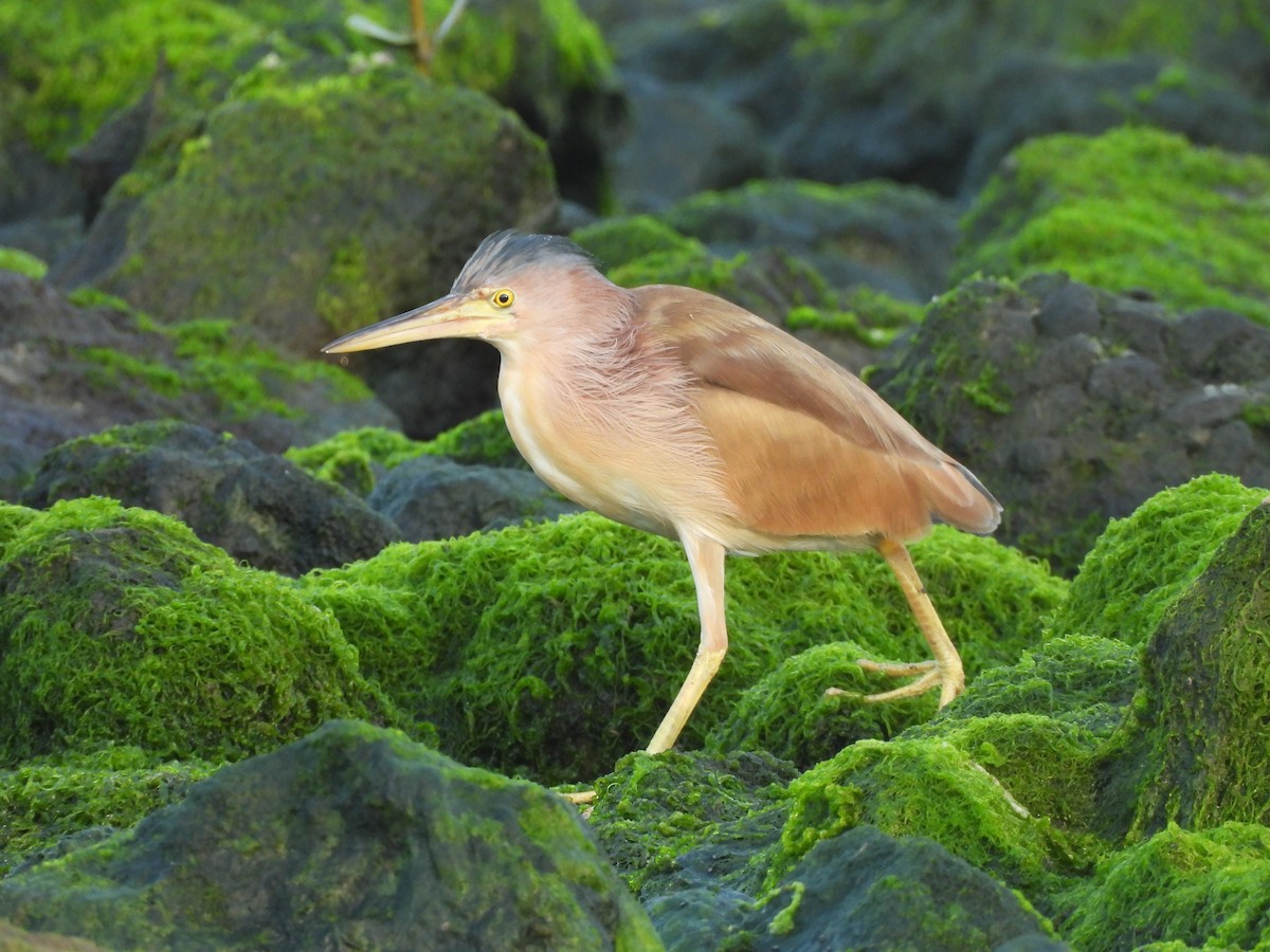 Yellow Bittern - ML502318031