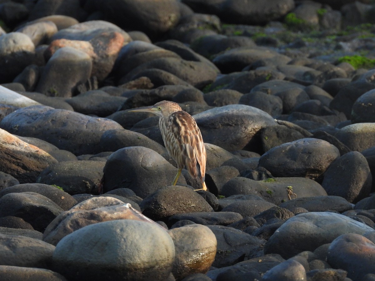 Yellow Bittern - ML502318051