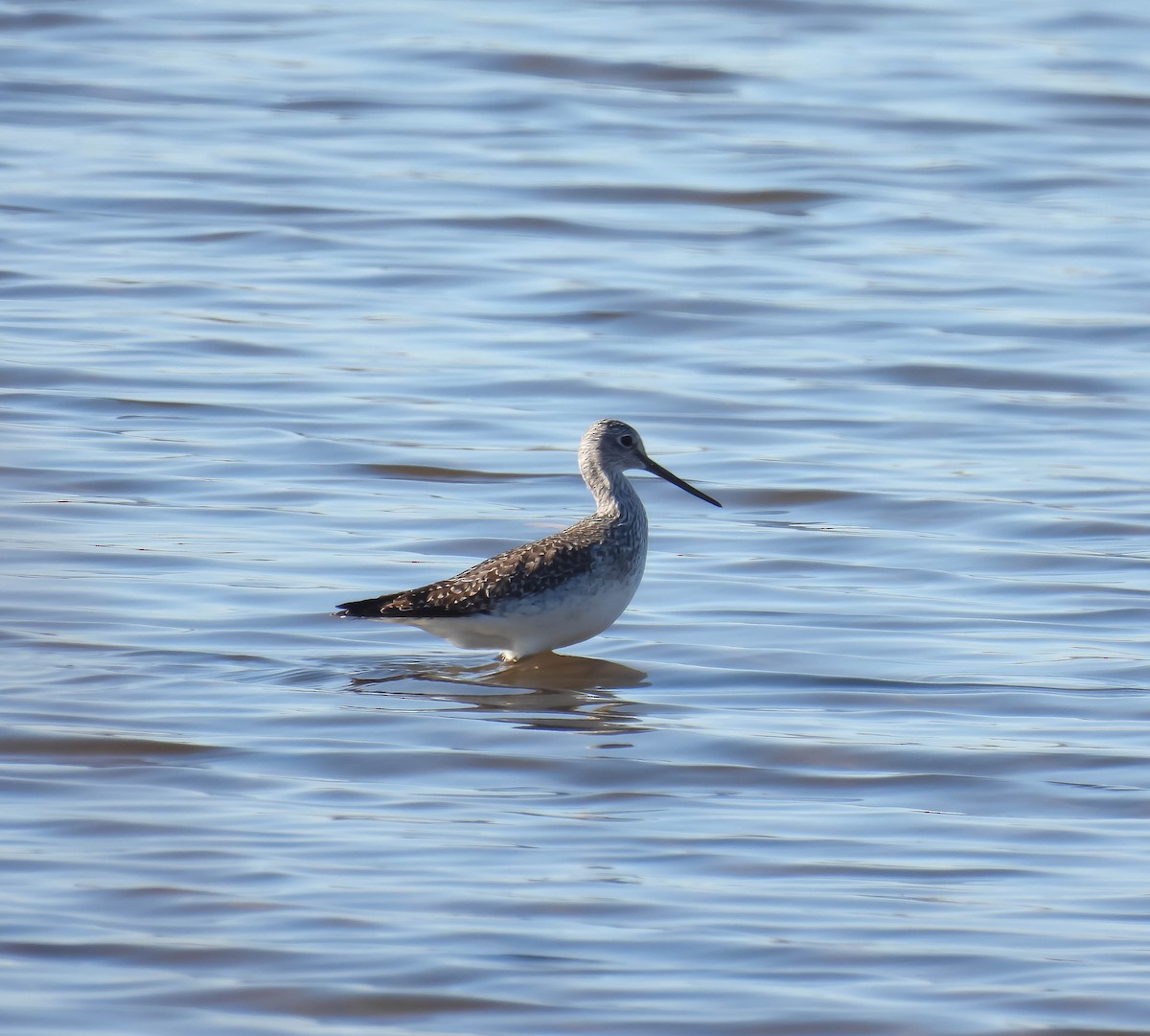 Greater Yellowlegs - ML502318081