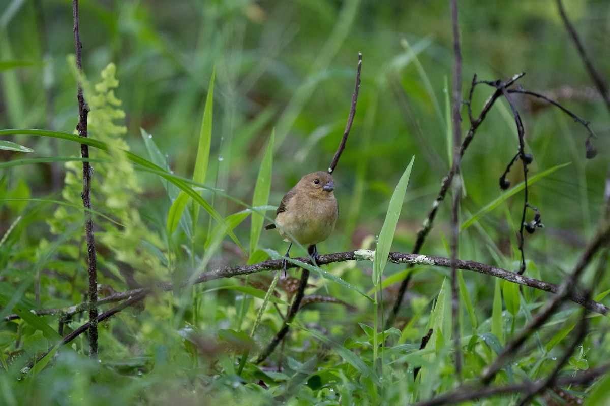 Yellow-bellied Seedeater - ML502318191