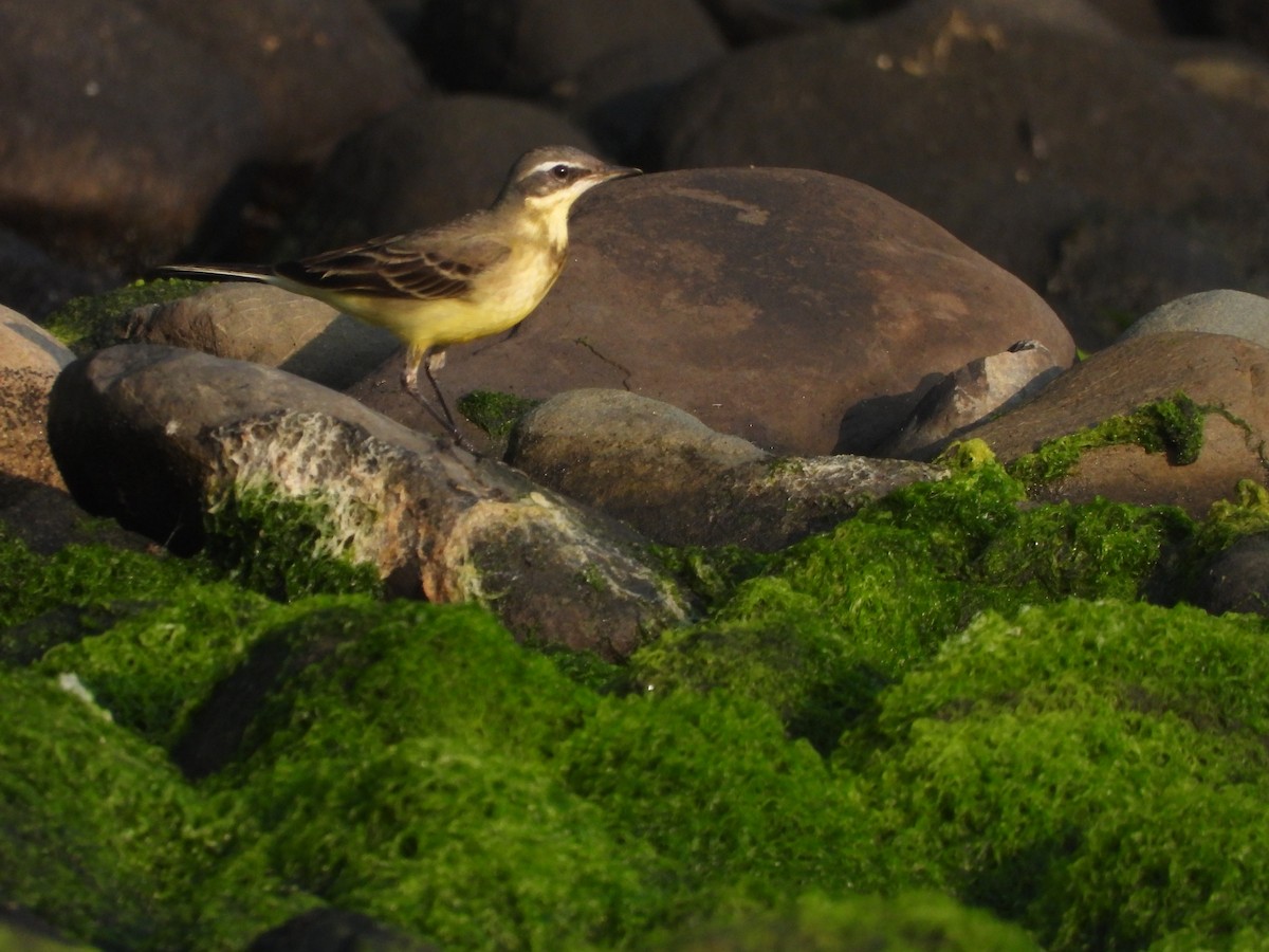 Eastern Yellow Wagtail - ML502318531