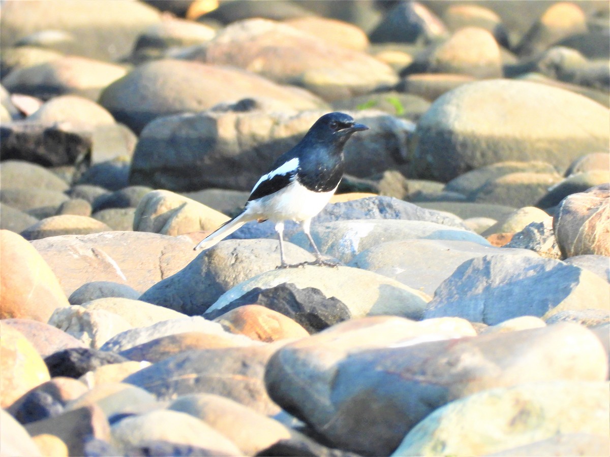 Oriental Magpie-Robin - ML502318741