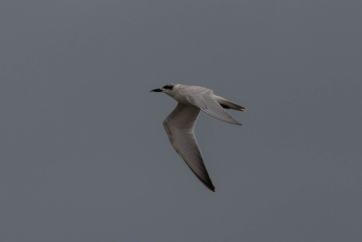 Gull-billed Tern - ML502319891