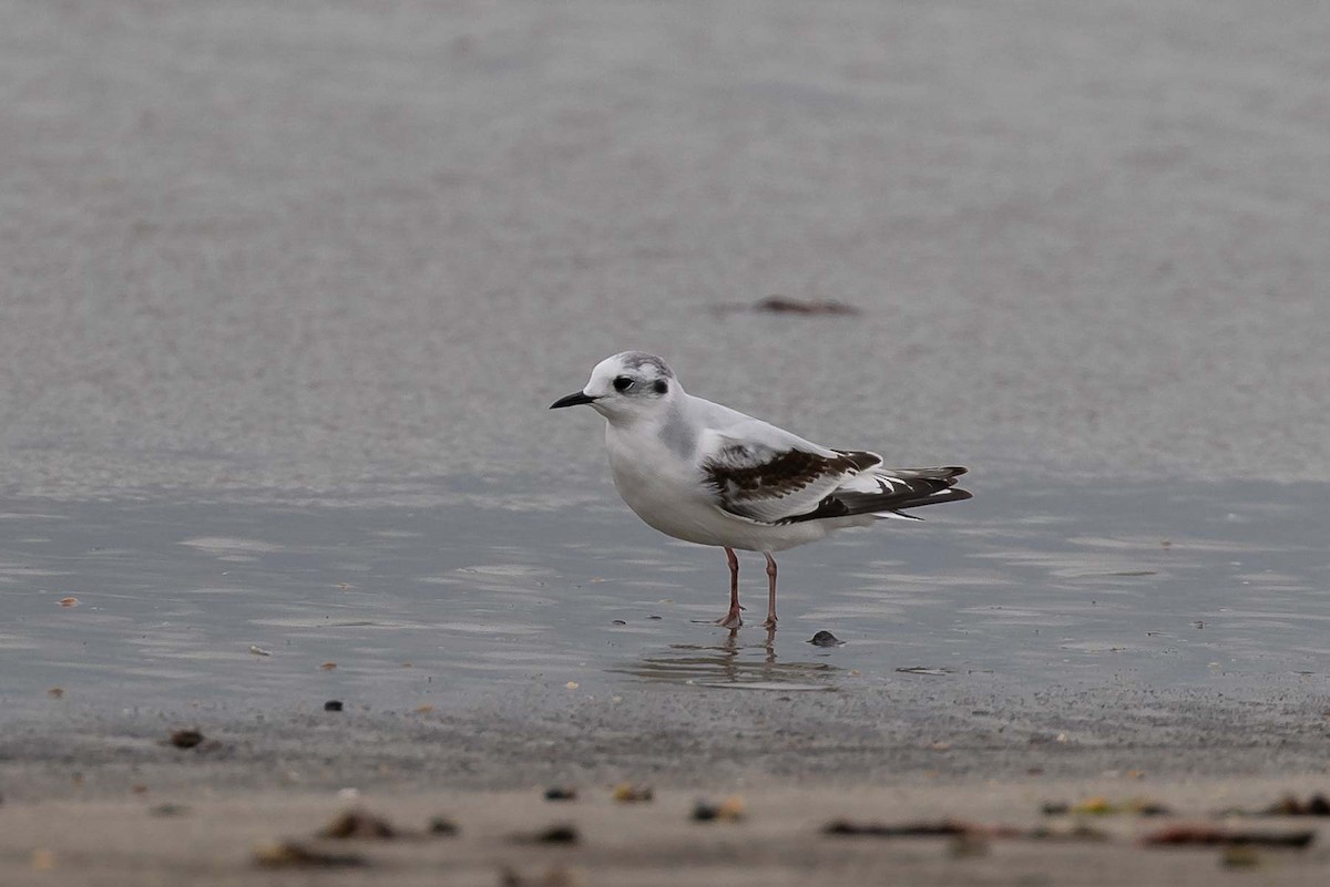 Хурган цахлай - ML502319951