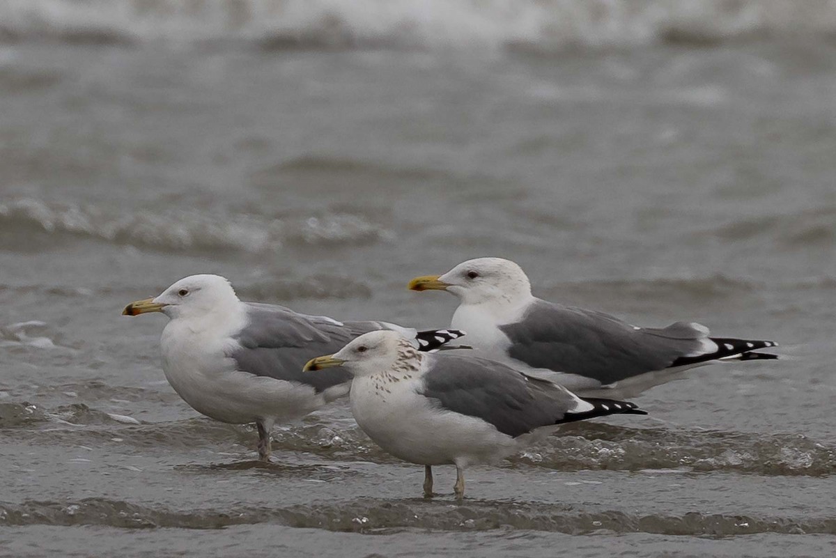 Хэуглины цахлай - ML502319991