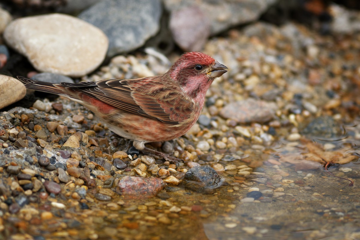 Purple Finch - ML502320041
