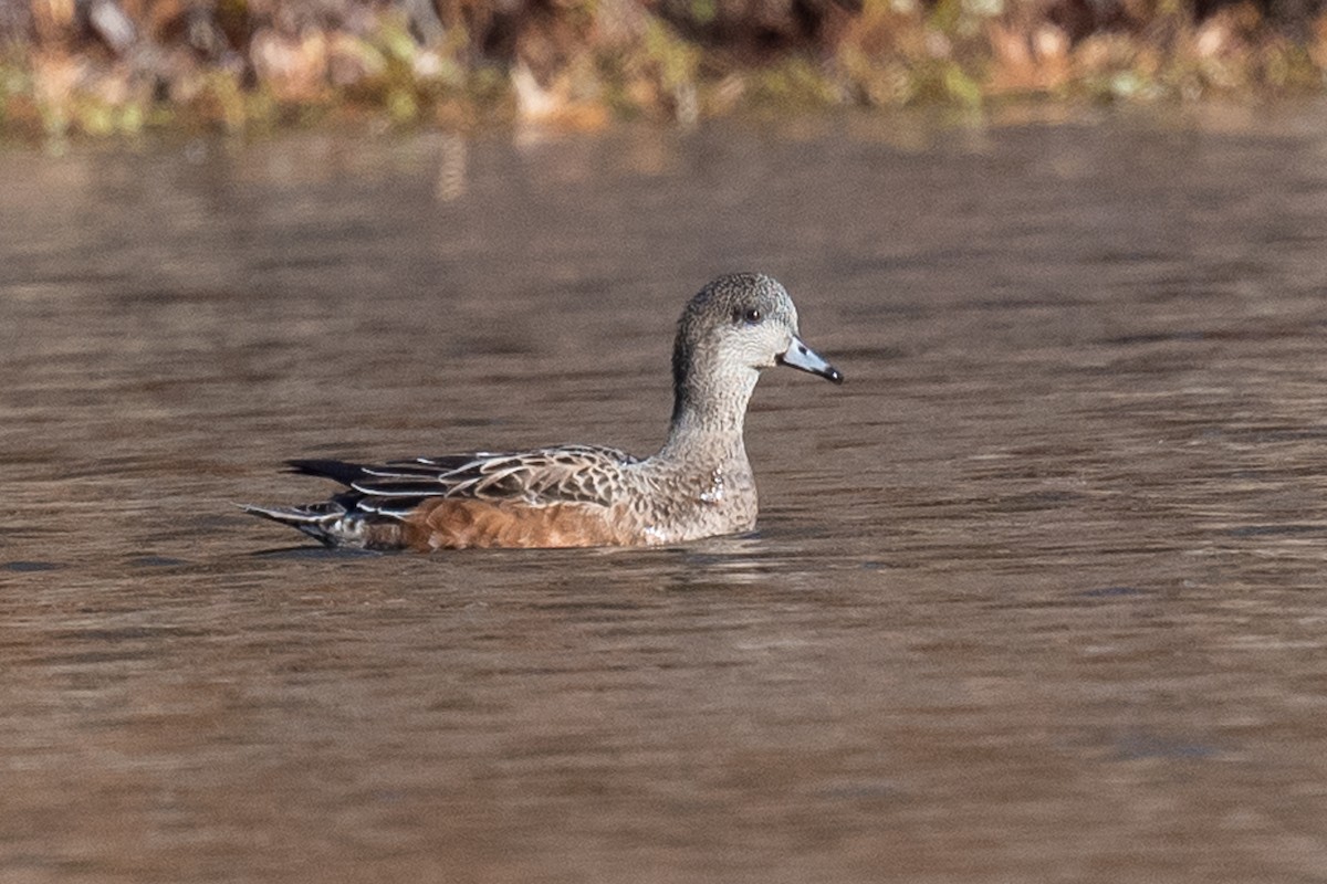 American Wigeon - Barry Marsh