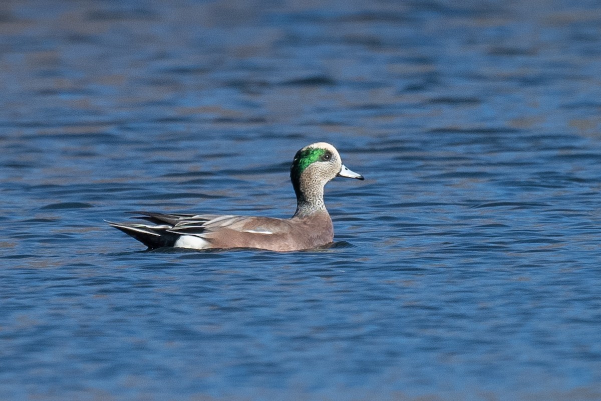 American Wigeon - Barry Marsh