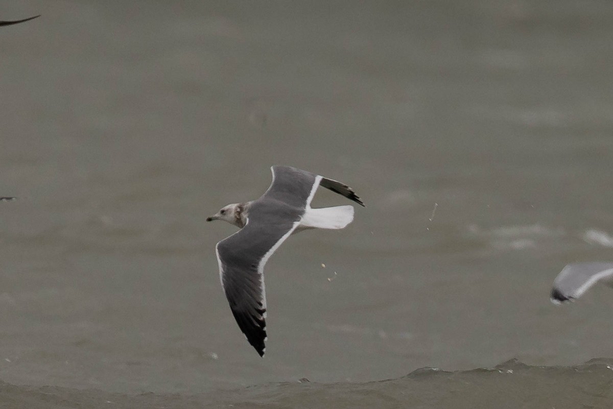 Gaviota Sombría (heuglini) - ML502320541