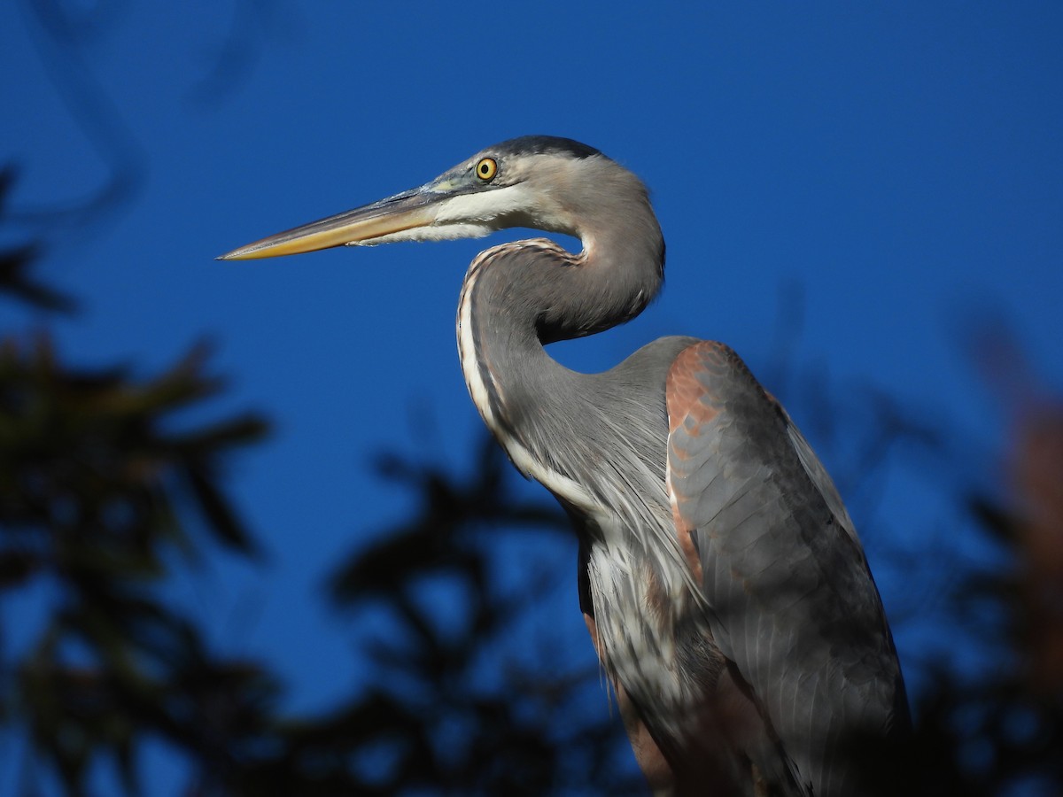 Great Blue Heron - ML502322441