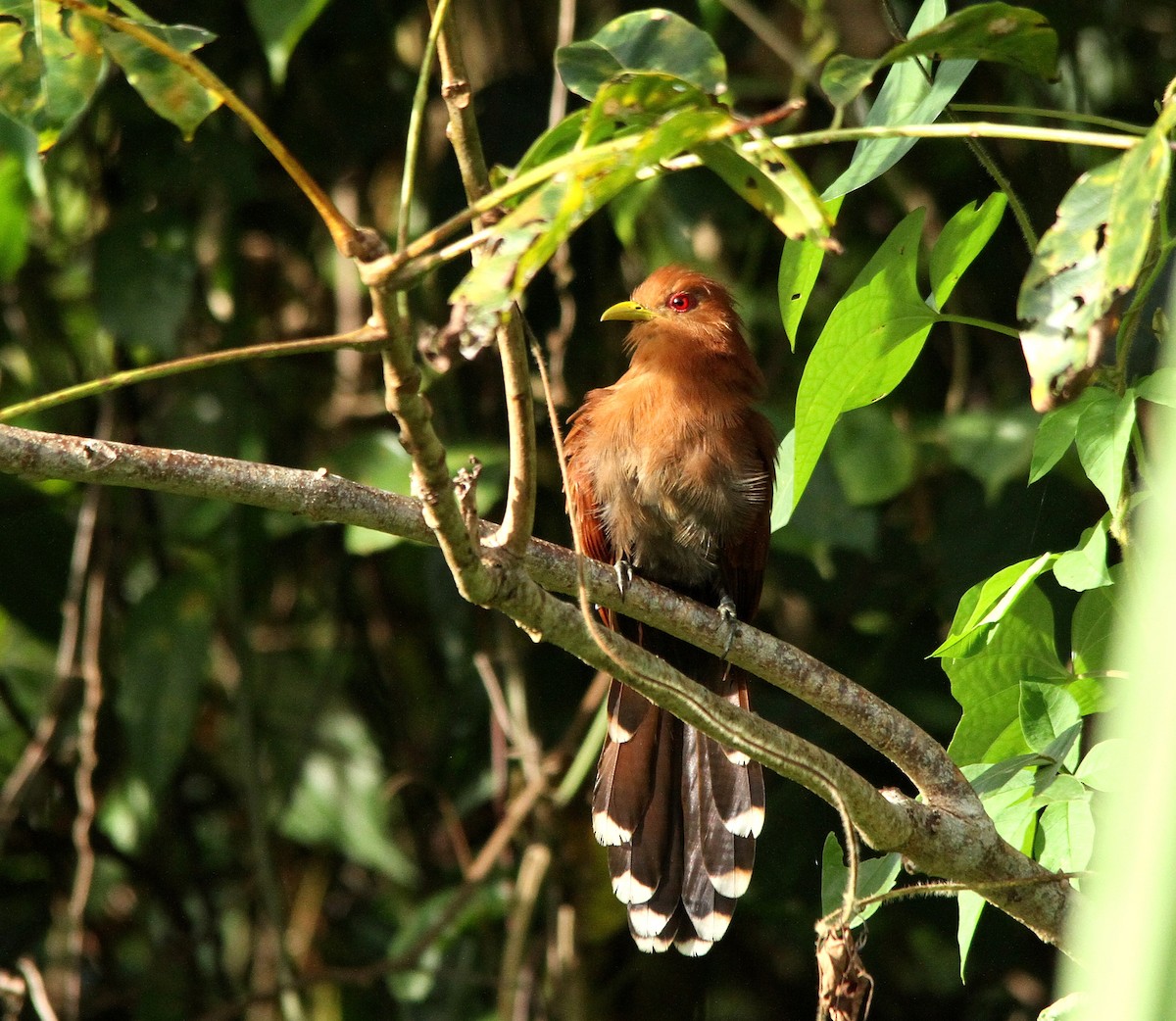 Cuco Ardilla Menor - ML502323501