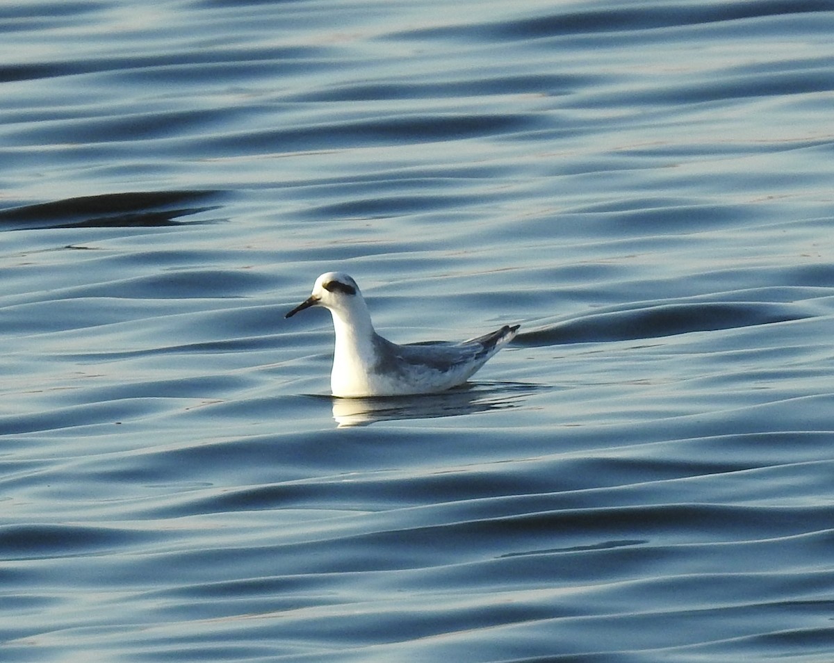 Red Phalarope - ML502323711