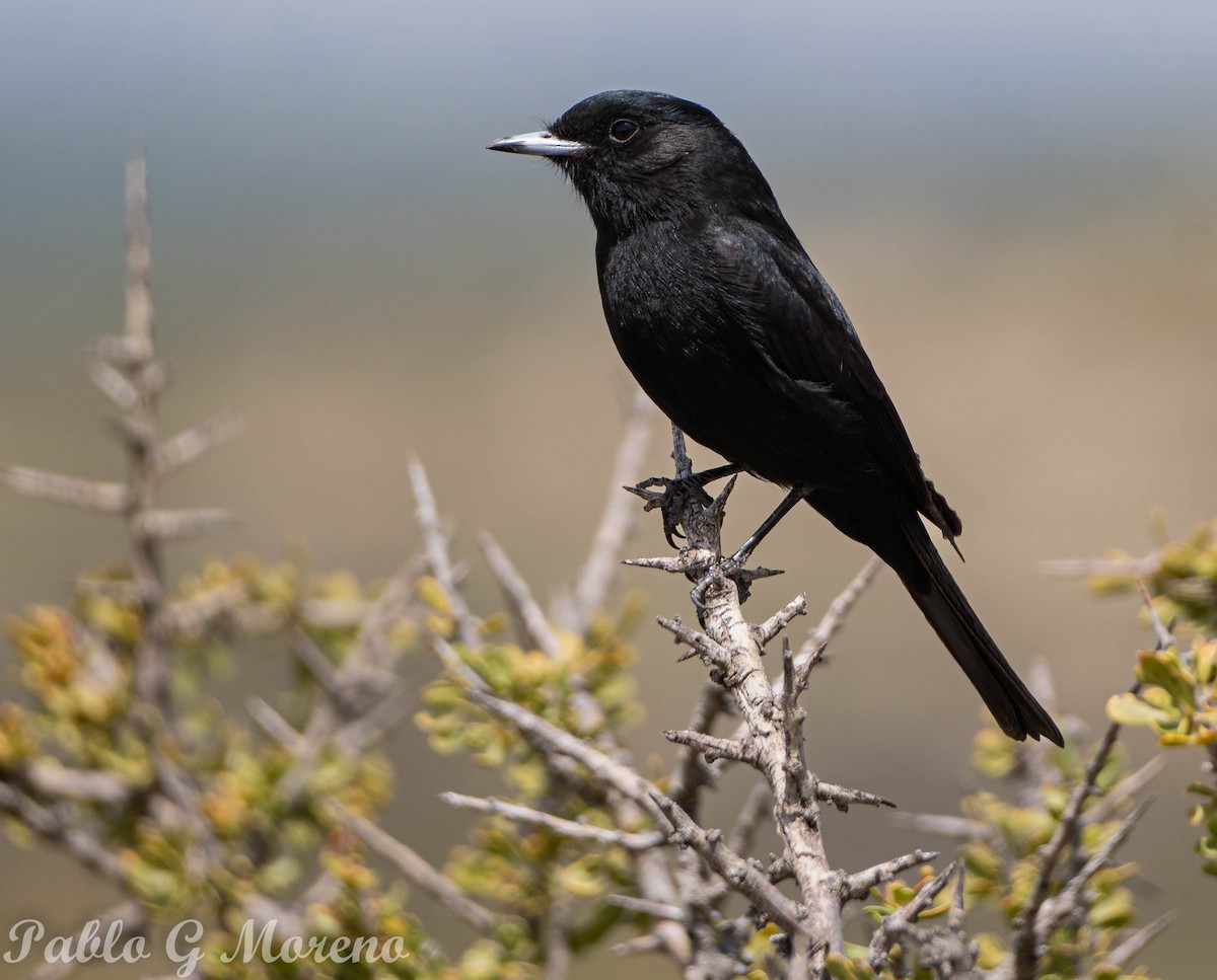 White-winged Black-Tyrant - Pablo Moreno