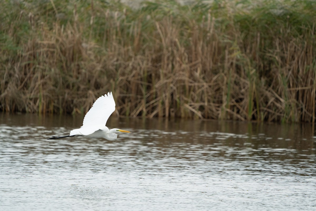 Great Egret - ML502324741