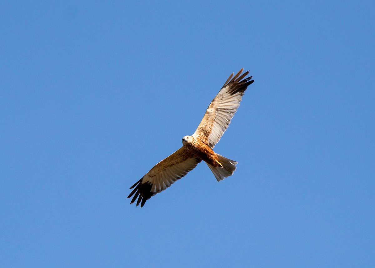 Western Marsh Harrier - ML502324871