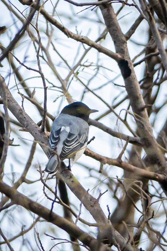 Black-headed Cuckooshrike - ML502324901