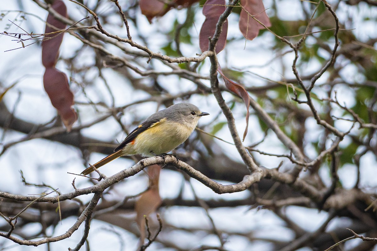 Small Minivet - Subhankar Saha