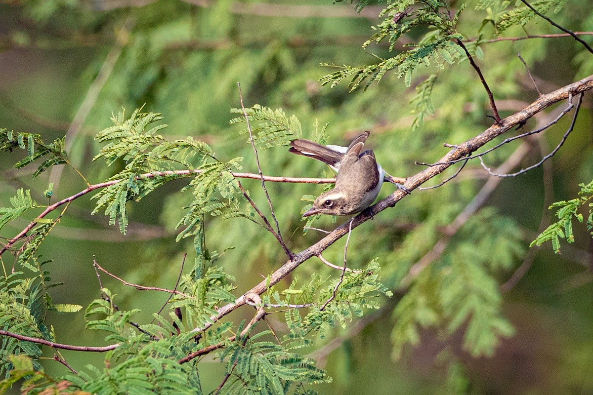 Common Woodshrike - Subhankar Saha