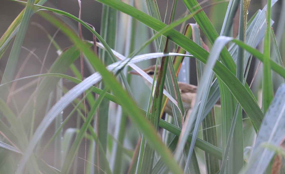 Дорнын охил бялзуухай - ML502326221