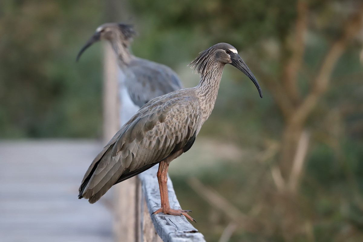 Plumbeous Ibis - Olivier Langrand