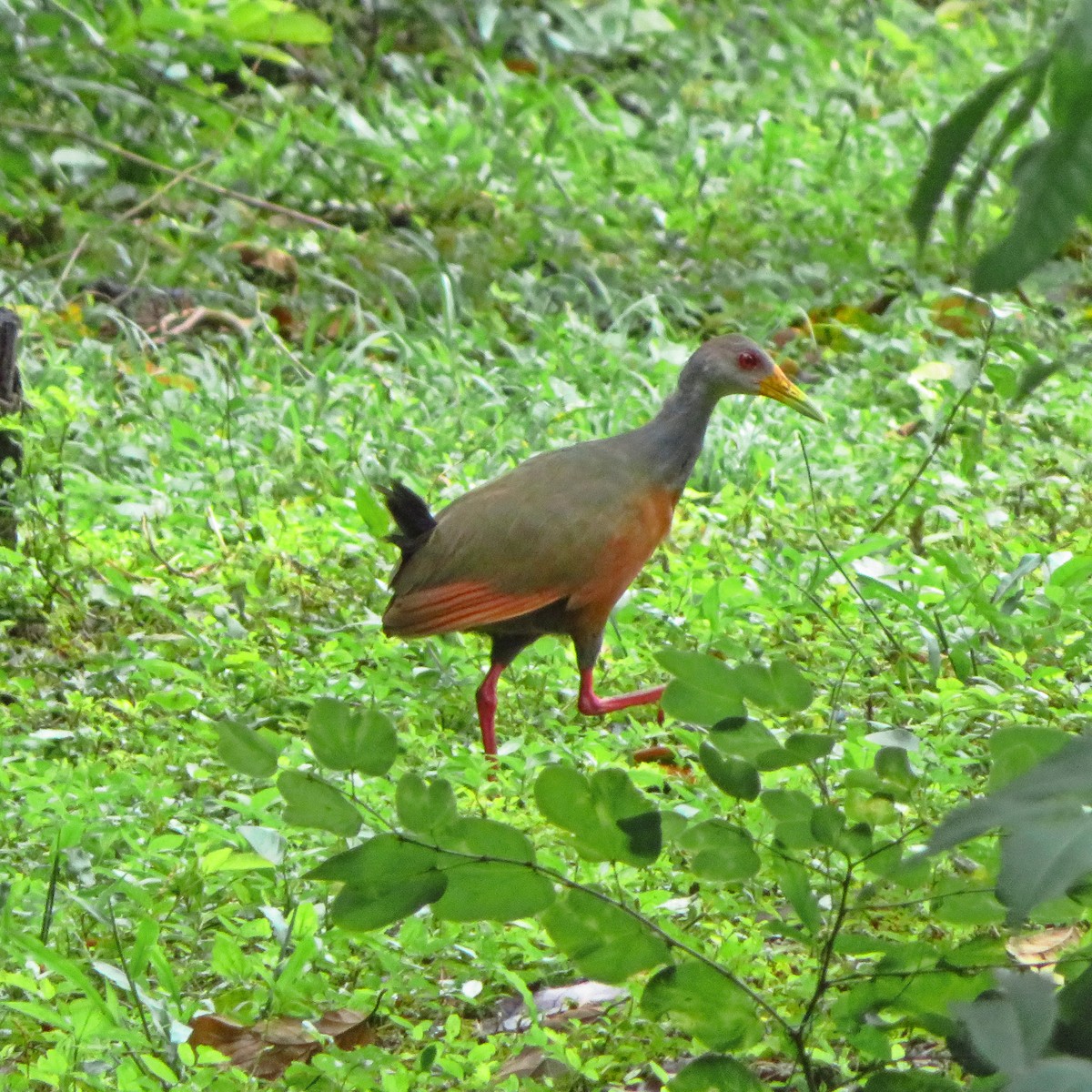 Gray-cowled Wood-Rail - maicol gonzalez guzman