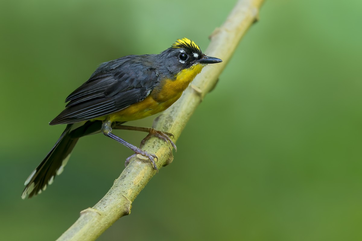 Fan-tailed Warbler - ML502330751