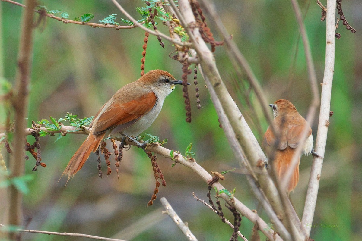 Yellow-chinned Spinetail - ML502332191