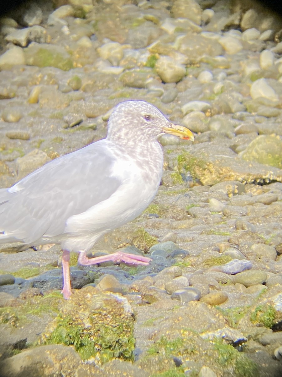 Herring Gull - ML502332931