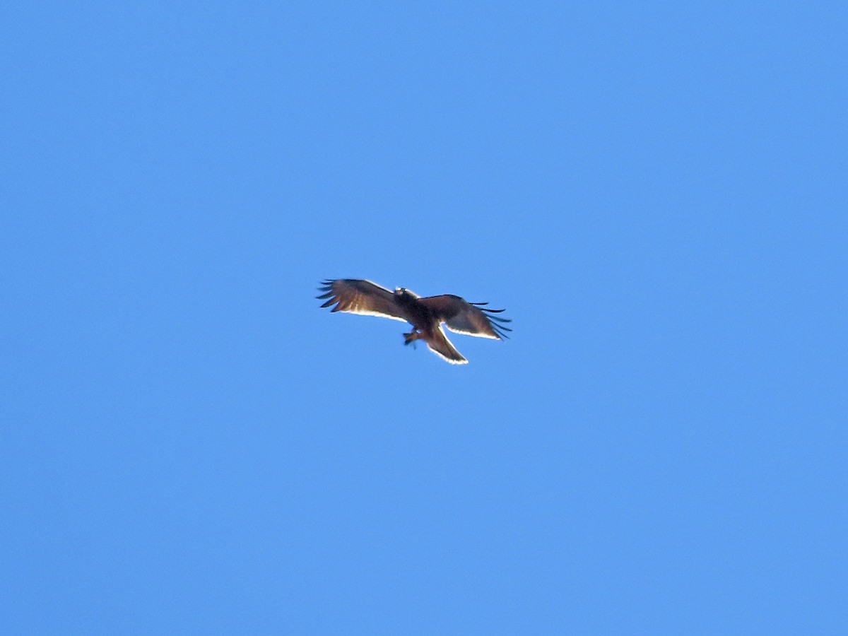 Booted Eagle - ML502333131