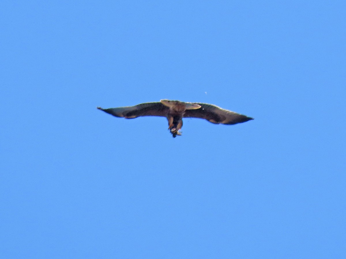 Booted Eagle - ML502333141