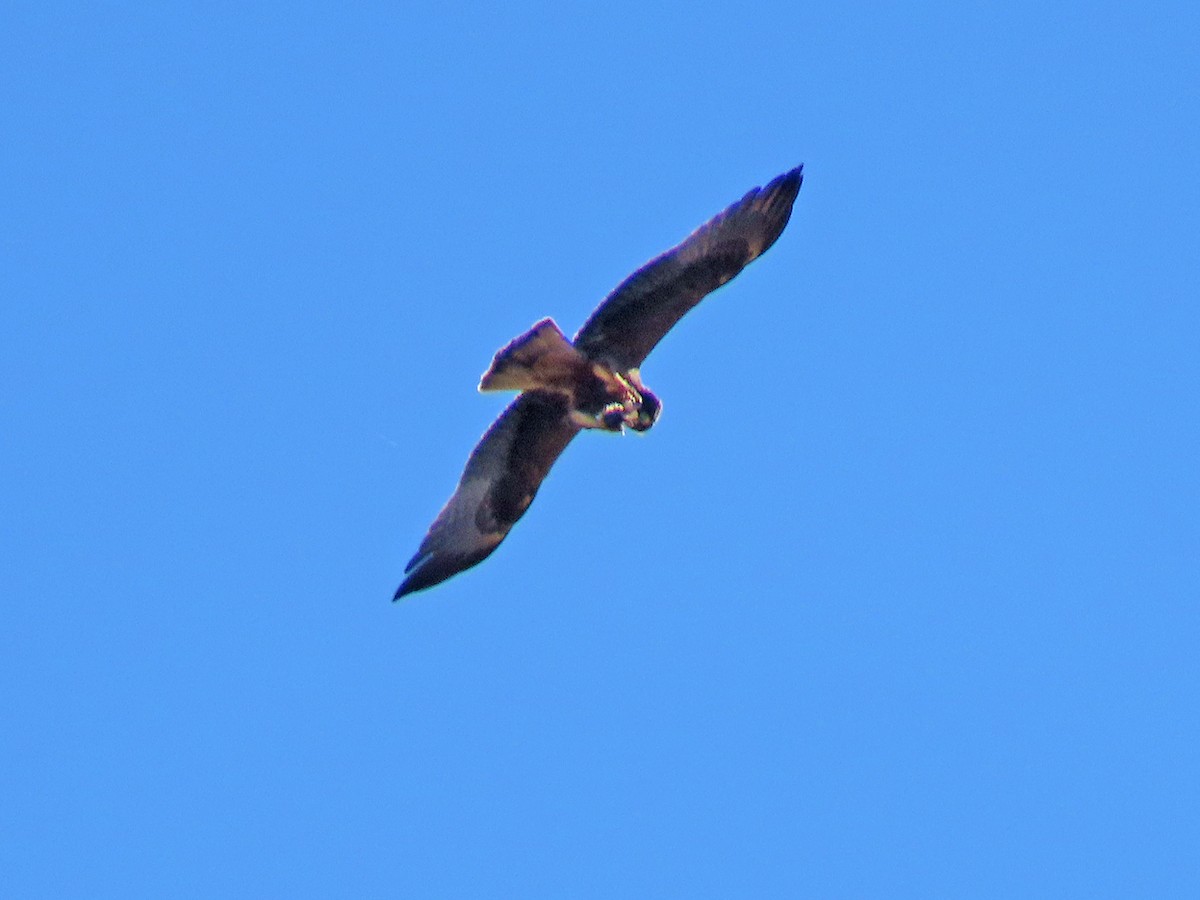 Booted Eagle - ML502333161